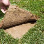 Soil Preparation Techniques for Successful Sod Installation