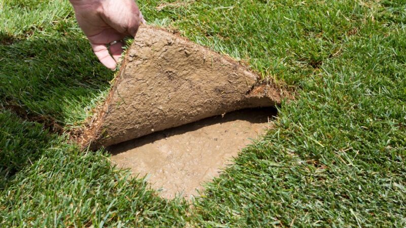 Soil Preparation Techniques for Successful Sod Installation