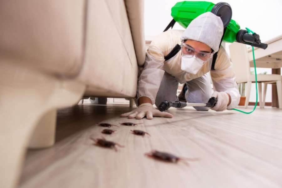 Pest Control and Prevention Services in Malaysia